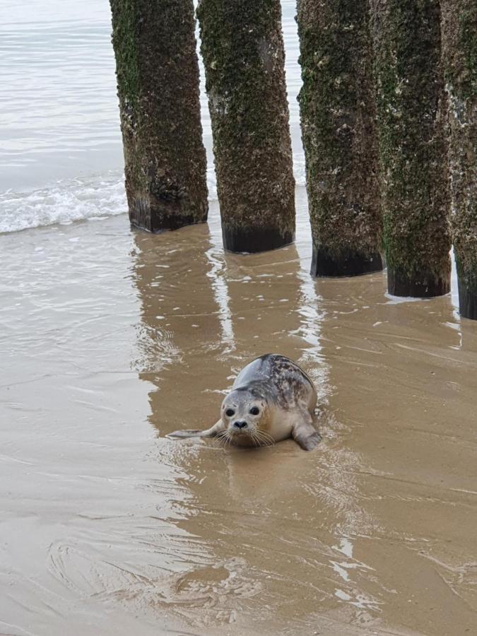 Beachhouse Zeewinde Zoutelande Bagian luar foto